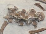 Mosasaur (Platecarpus) Bones With Shark Tooth Marks - Kansas #40089-1